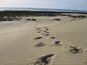 Oregon Dunes (4)
